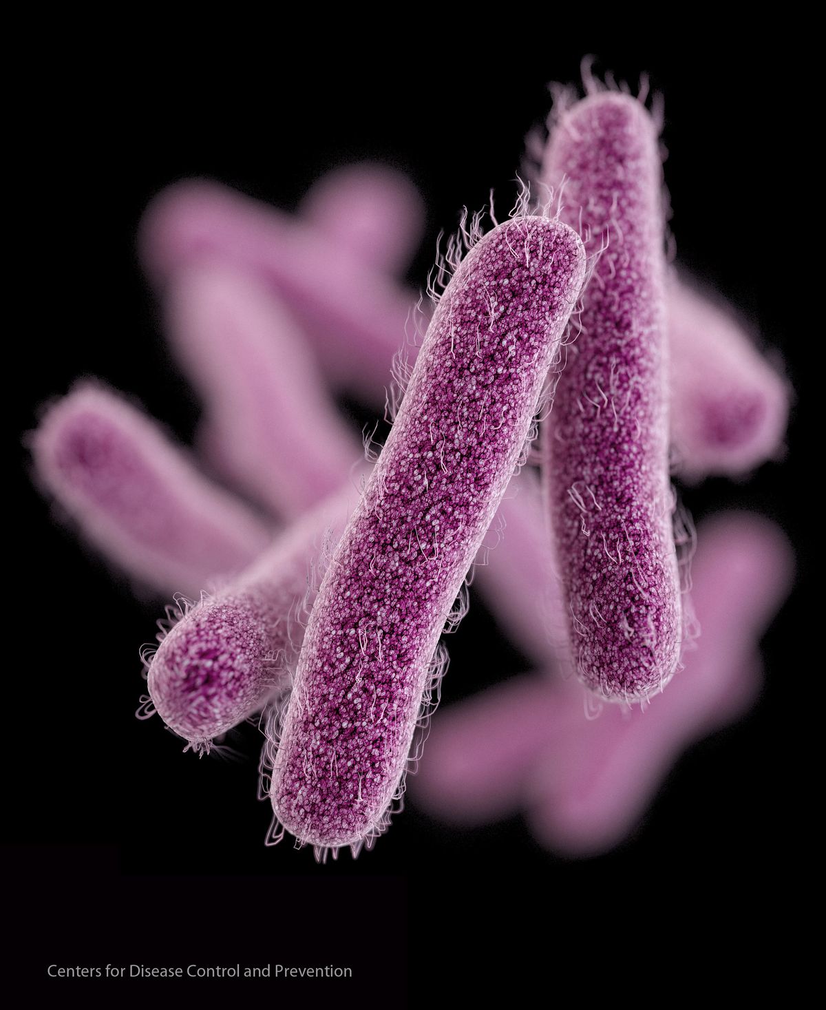 This illustration made available by the Centers for Disease Control and Prevention shows the Shigella bacteria. On Thursday, April 2, 2015, the CDC said a drug-resistant strain of a stomach bug made its way into the U.S. and spread, causing more than 200 illnesses since last May. Many cases were traced to people who had recently traveled to the Dominican Republic, India or other countries. (AP Photo/CDC) (AP)