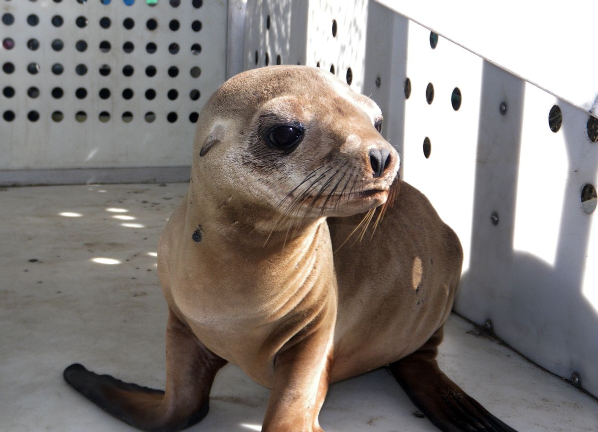This photo provided by Peter Wallerstein of Marine Mammal Rescue shows a sea lion pup at a MMR facility in the Playa Del Rey area of Los Angeles Sunday, April 19, 2015. It's one of two pups that were found on Dockweiler State Beach just west of Los Angeles International Airport. Witnesses say another pup was abducted from Dockweiler by four people who wrapped the pup in a blanket and left in a car around 3:20 a.m. early Sunday. This pup was found hiding there a short time later. The rescued pup weighs about 25 pounds and is probably 10 months old, said Wallerstein.(Peter  Wallerstein/Marine Mammal Rescue via AP) (AP)
