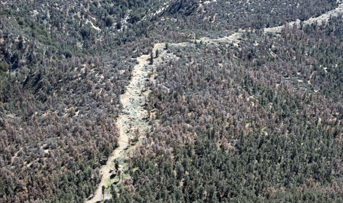 Recent as well as older pinyon mortality near Mt. Frazier on the Mt. Pinos Ranger District of the Los padres National Forest. Also note that green trees are discolored and symptomatic of drought stress.         (U.S. Forest Service)