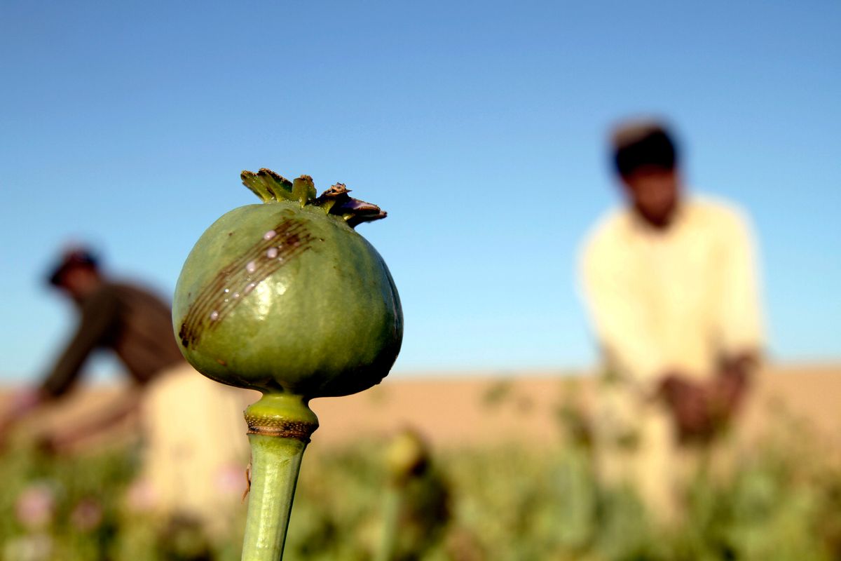 In this Saturday, April 11, 2015 photo, Afghan farmers harvest raw opium at a poppy field in Kandahars Zhari district, Afghanistan. This year, many Afghan poppy farmers are expecting a windfall as they get ready to harvest opium from a new variety of poppy seeds said to boost yield of the resin that produces heroin. The plants grow bigger, faster, use less water than seeds theyve used before, and give up to double the amount of opium, they say. (AP Photo/Allauddin Khan) (AP)