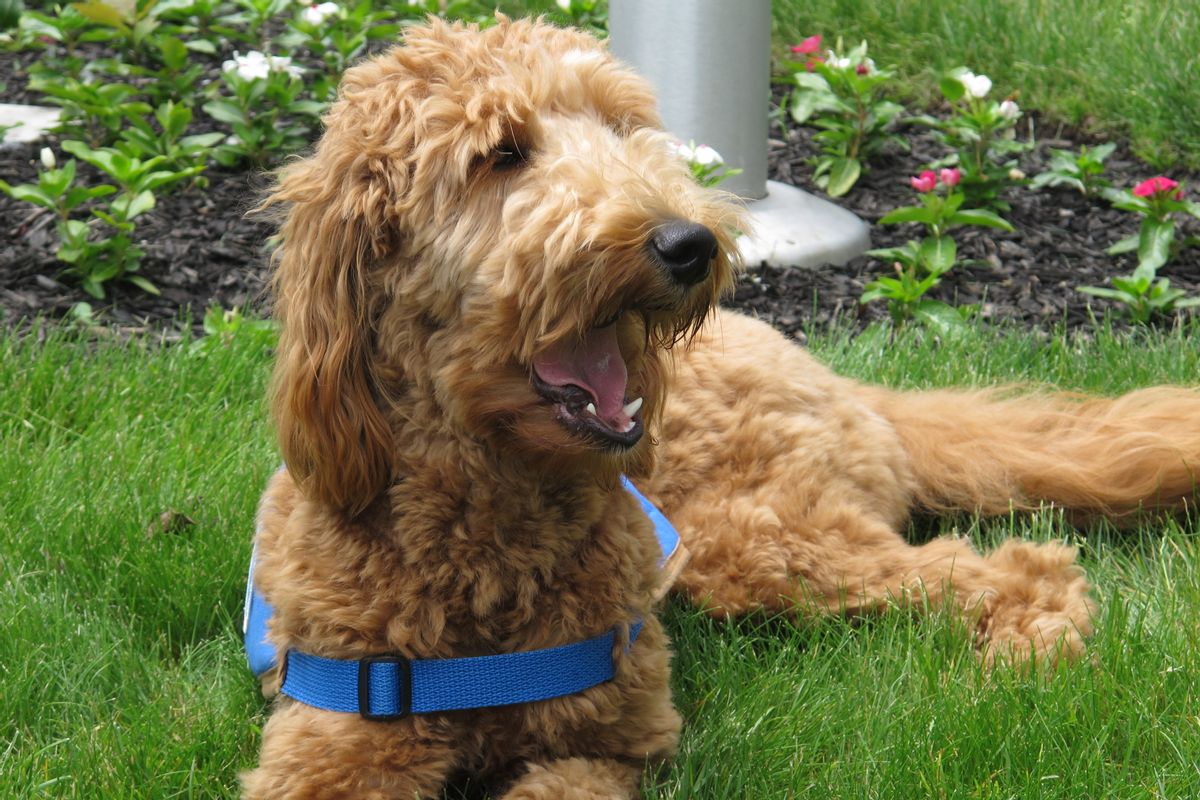 Lulu, a goldendoodle who works as a therapy dog, lolls on the lawn outside the Ballard-Durand funeral home in White Plains, N.Y., on Thursday, June 4, 2015. Funeral homes are increasingly using dogs to comfort mourners. Funeral directors say the dogs, usually trained therapy animals, can lighten the often awkward, tense atmosphere at a wake or funeral service. (AP Photo/Jim Fitzgerald) (AP Photo/Jim Fitzgerald)