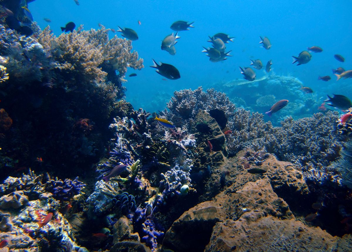 In this April 30, 2009 file photo, coral reefs grow in the waters of Tatawa Besar, Komodo islands, Indonesia. Rising demand for copper, cobalt, gold and the rare-earth elements vital in manufacturing smartphones and other high-tech products is causing a prospecting rush to the dark seafloor thousands of meters (yards) beneath the waves. The Jamaica-based International Seabed Authority has issued 27 separate 15-year contracts that allow for mineral prospecting on over 1 million square kilometers (over 390,000 sq. miles) of seabed in the Pacific, Atlantic and Indian Oceans. (AP Photo/Dita Alangkara, File) (AP)
