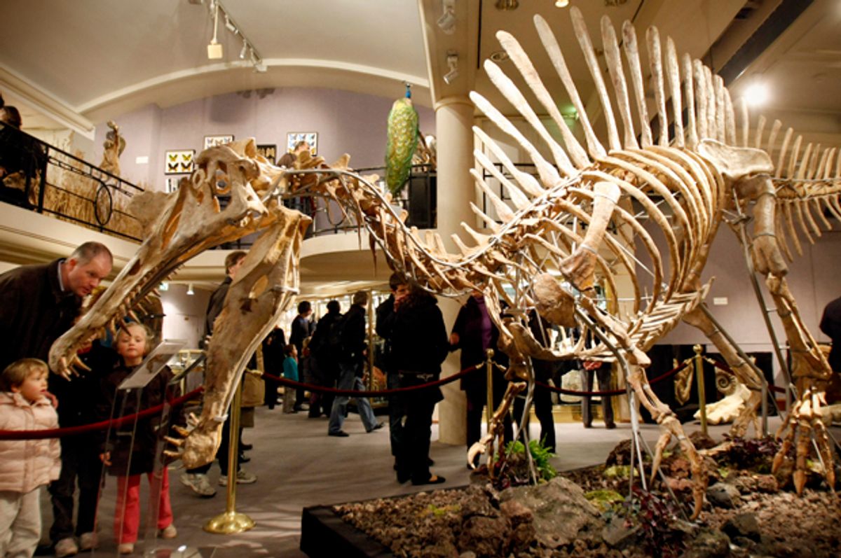 The skeleton of a prehistoric Spinosaurus at Drouot Montaigne auction house in Paris, Nov. 29, 2009.    (AP/Francois Mori)