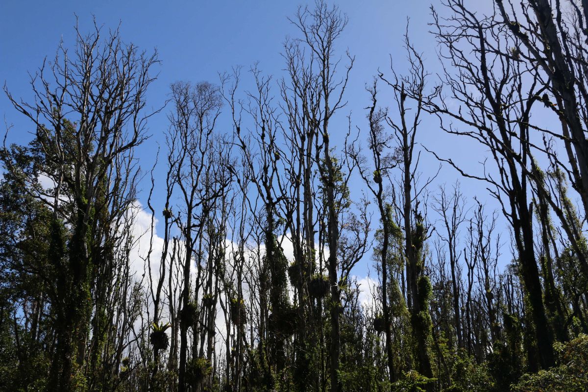This Dec. 17, 2015 photo provided by the Hawaii State Department of Land and Natural Resources shows ohia lehua trees hit by the rapid ohia death fungus in Pahoa, Hawaii. A newly discovered fungus is killing a tree that's critical to Hawaii's water supply and feeding endangered native birds. (Hawaii State Department of Land and Natural Resources via AP) (AP)