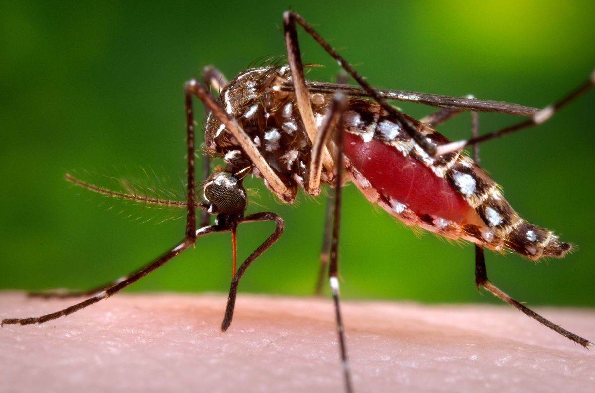 This 2006 photo provided by the Centers for Disease Control and Prevention shows a female Aedes aegypti mosquito in the process of acquiring a blood meal from a human host. Scientists believe the species originated in Africa, but came to the Americas on slave ships. It's continued to spread through shipping and airplanes. Now it's found through much of the world. (James Gathany/Centers for Disease Control and Prevention via AP) (AP/Centers for Disease Control and Prevention via AP)