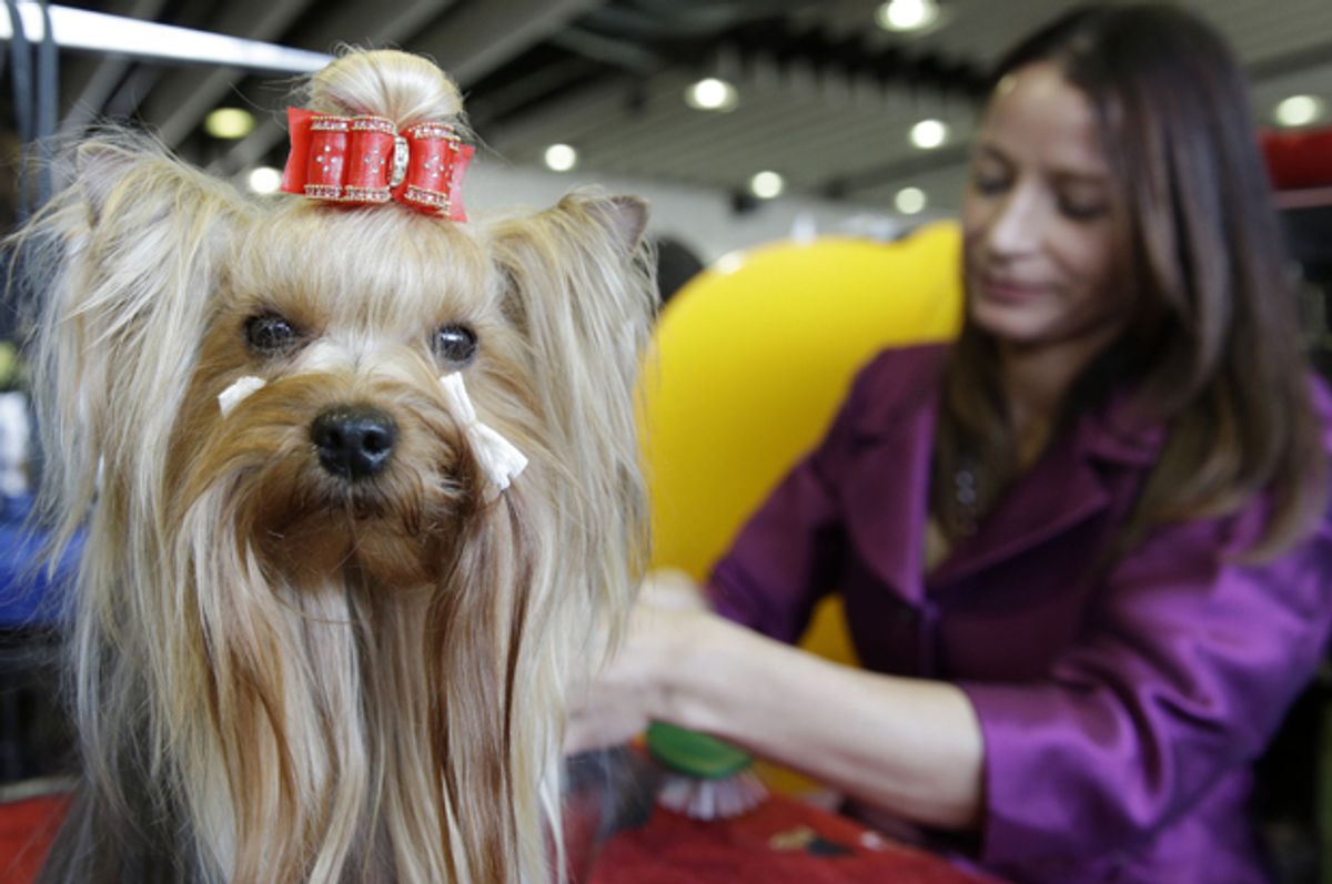 A Yorkshire Terrier named Cali is groomed at the Westminster Kennel Club show in New York, Feb. 16, 2015.   (AP/Seth Wenig)