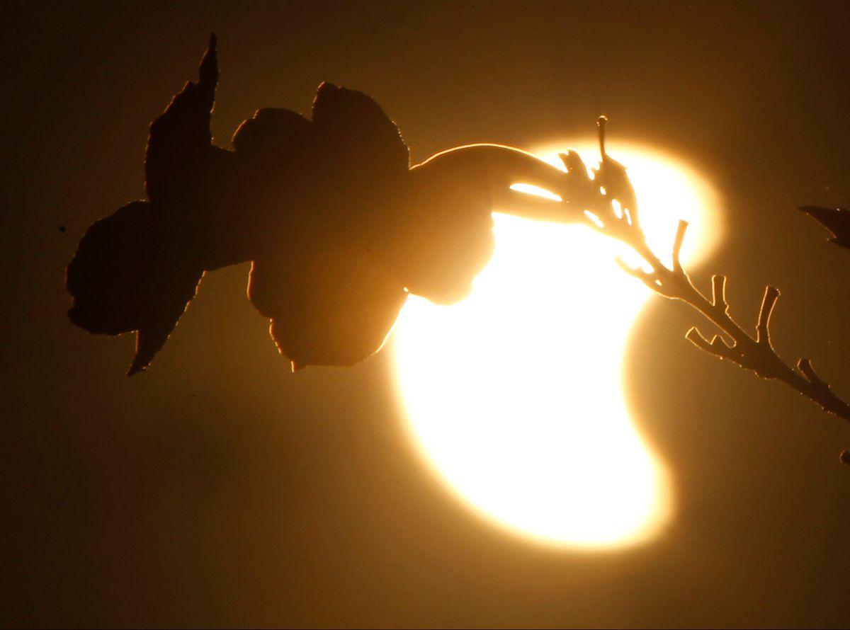 The moon is obscuring part of the sun over flowers during a solar eclipse in Phnom Penh, Cambodia, Wednesday, March 9, 2016.  Earth's sun is the primary natural source of neutrino emissions detectable on Earth. (AP Photo/Heng Sinith) (AP Photo/Heng Sinith)