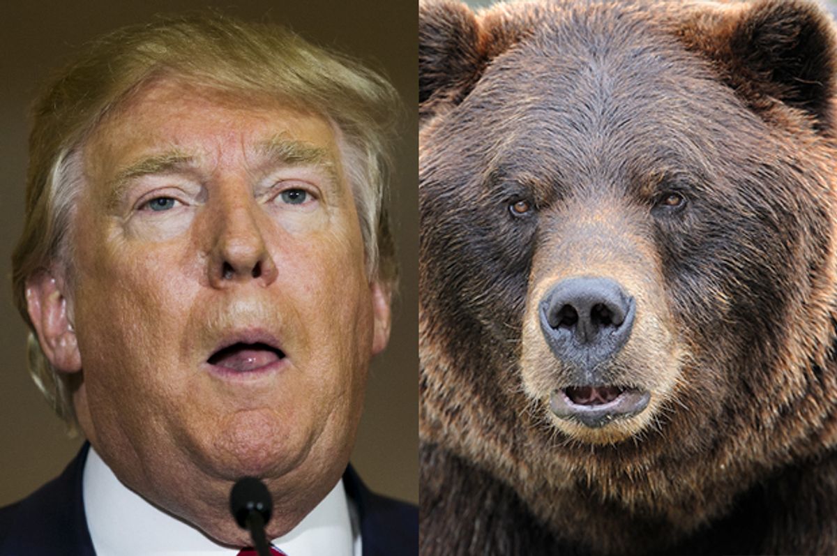 Donald Trump, a Grizzly Bear   (Reuters/Lucas Jackson/<a href='http://www.shutterstock.com/gallery-519559p1.html'>Nagel Photography</a> via <a href='http://www.shutterstock.com/'>Shutterstock</a>)