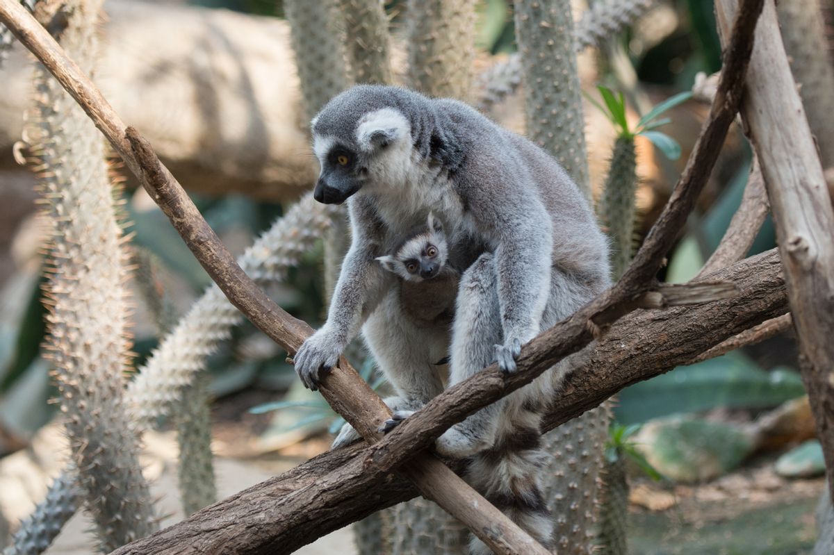 In this April 2016 photo provided by the Wildlife Conservation Society, a ring-tailed lemur and her baby sit on a tree branch at the Bronx Zoo in the Bronx borough of New York. (Wildlife Conservation Society/Julie Larsen Maher via AP) (AP)
