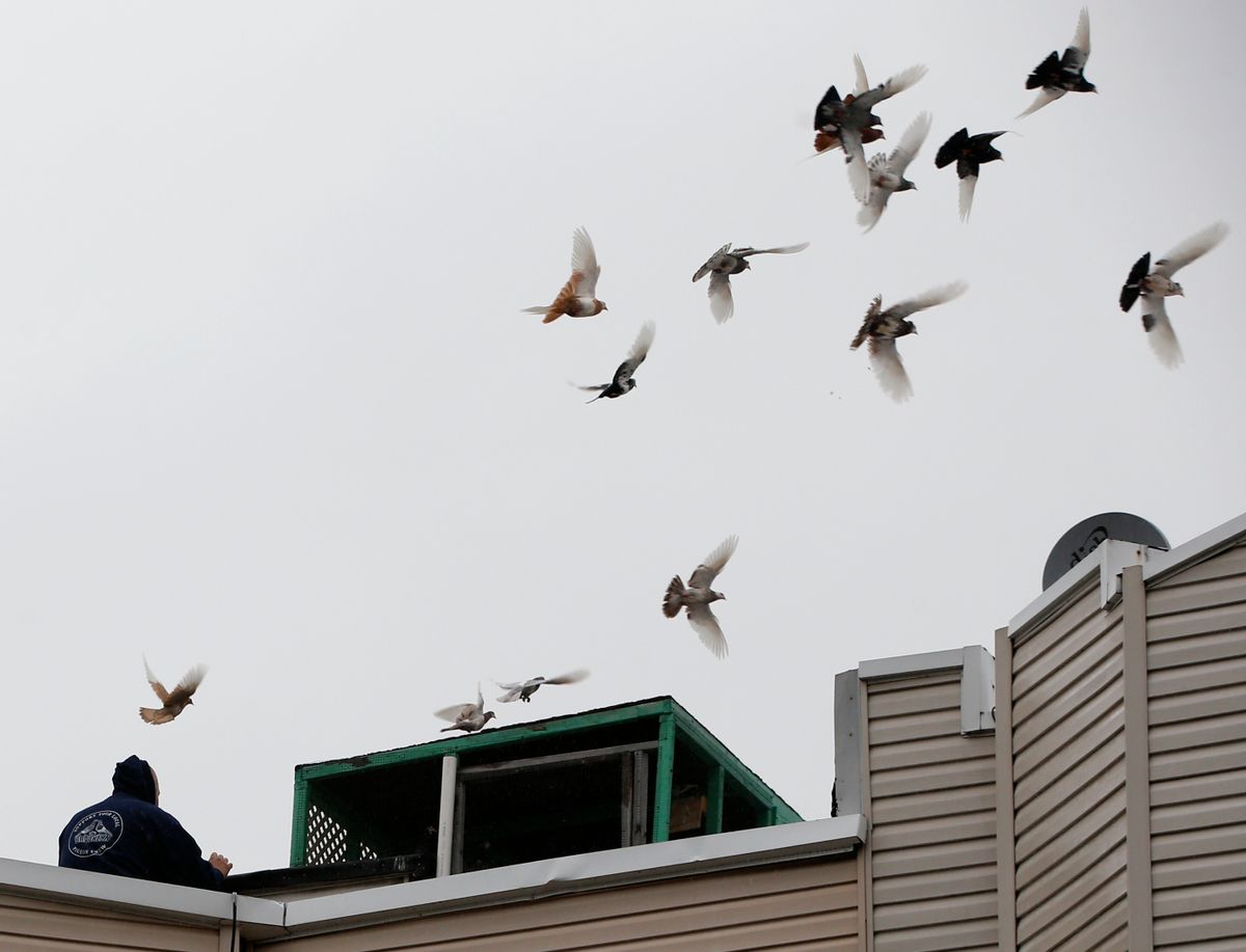 Pigeon keeper Chris Szwaba, left, releases birds from a loft atop the roof of the Sunset Park building where he keeps 400 pigeons, Monday, April 4, 2016, in the Brooklyn borough of New York. Rising rents and gentrification have left only about 100 pigeon keepers in a New York City area that was once one of the hubs of a sport in which keepers try to lure birds away from rivals. Szwaba said he learned the hobby from his father. After the birds breed, Szwaba expects to have as many as about 700 birds, which he refers to as his "babies." (AP Photo/Kathy Willens) (AP)