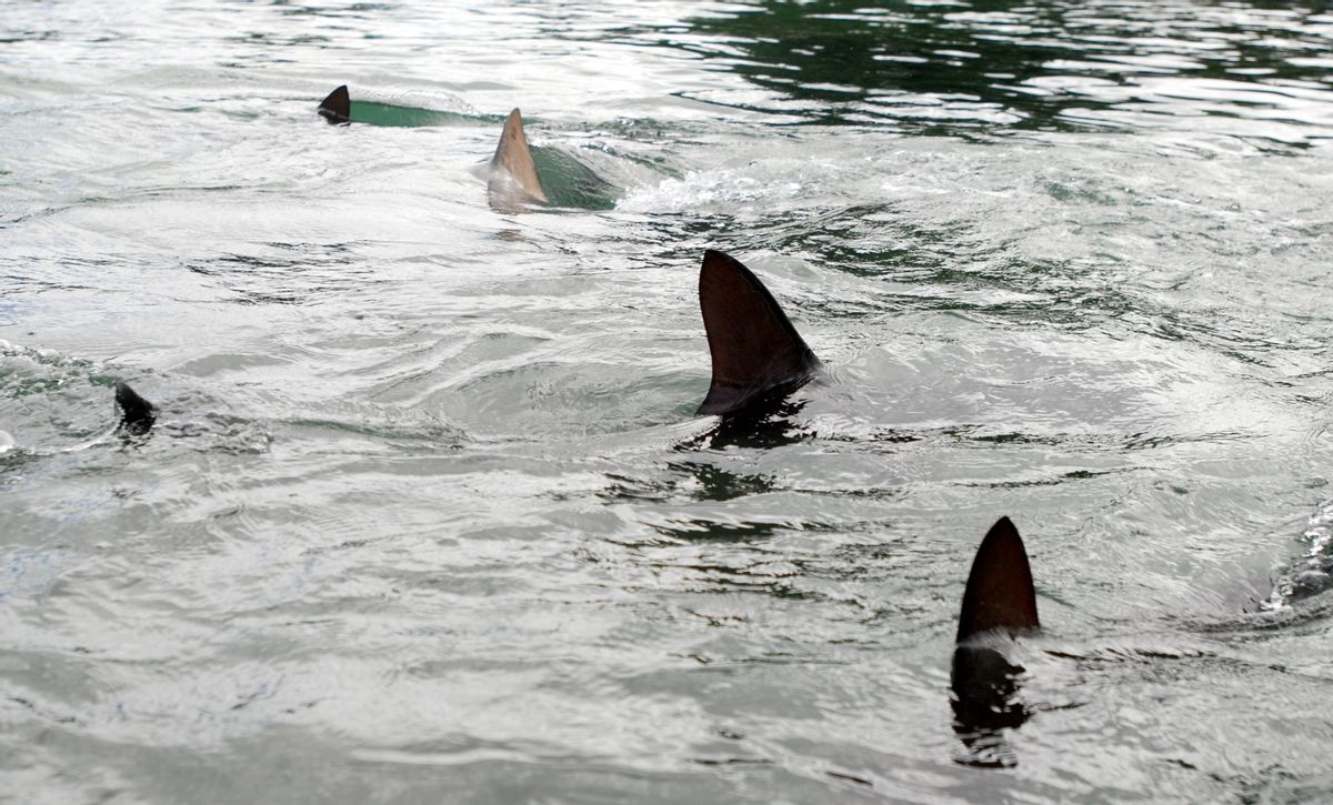 How to protect yourself during a shark attack (AP)