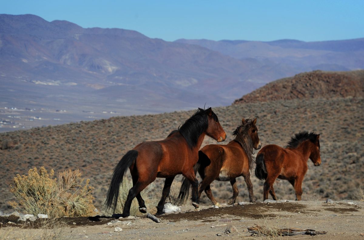 In this Jan. 23, 2015, photo, wild horses are seen during a BLM tour in the Pine Nut Mountains just outside of Dayton, Nev. Under the threat of another legal battle, the U.S. Bureau of Land Management has quietly pulled the plug on a public-private partnership in northern Nevada aimed at shrinking the size of a wild horse herd through the use of contraceptives, according to documents The Associated Press obtained on Tuesday, May 10, 2016. (Jason Bean/The Reno Gazette-Journal via AP)  NO SALES; NEVADA APPEAL OUT; SOUTH RENO WEEKLY OUT; MANDATORY CREDIT (AP)