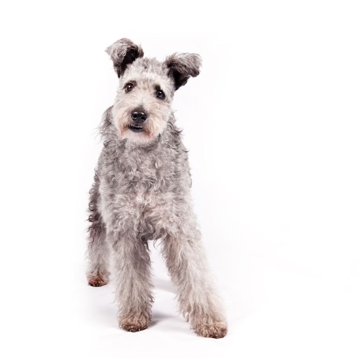 In this undated photo provided by the American Kennel Club, a pumi is shown. The high-energy Hungarian herding dog is the latest new breed headed to the Westminster Kennel Club and many other U.S. dog shows.  (Thomas Pitera/The American Kennel Club via AP)
