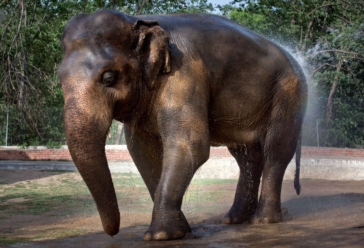 In this Thursday, June 2, 2016, elephant 'Kaavan' takes a bath at Marghazar Zoo in Islamabad, Pakistan. The plight of Kaavan, a mentally tormented bull elephant confined to a small pen in the Islamabad Zoo for nearly three decades, has galvanized a rare animal rights campaign in Pakistan, which has brought the issue to the floor of parliament. (AP Photo/Anjum Naveed) (AP)