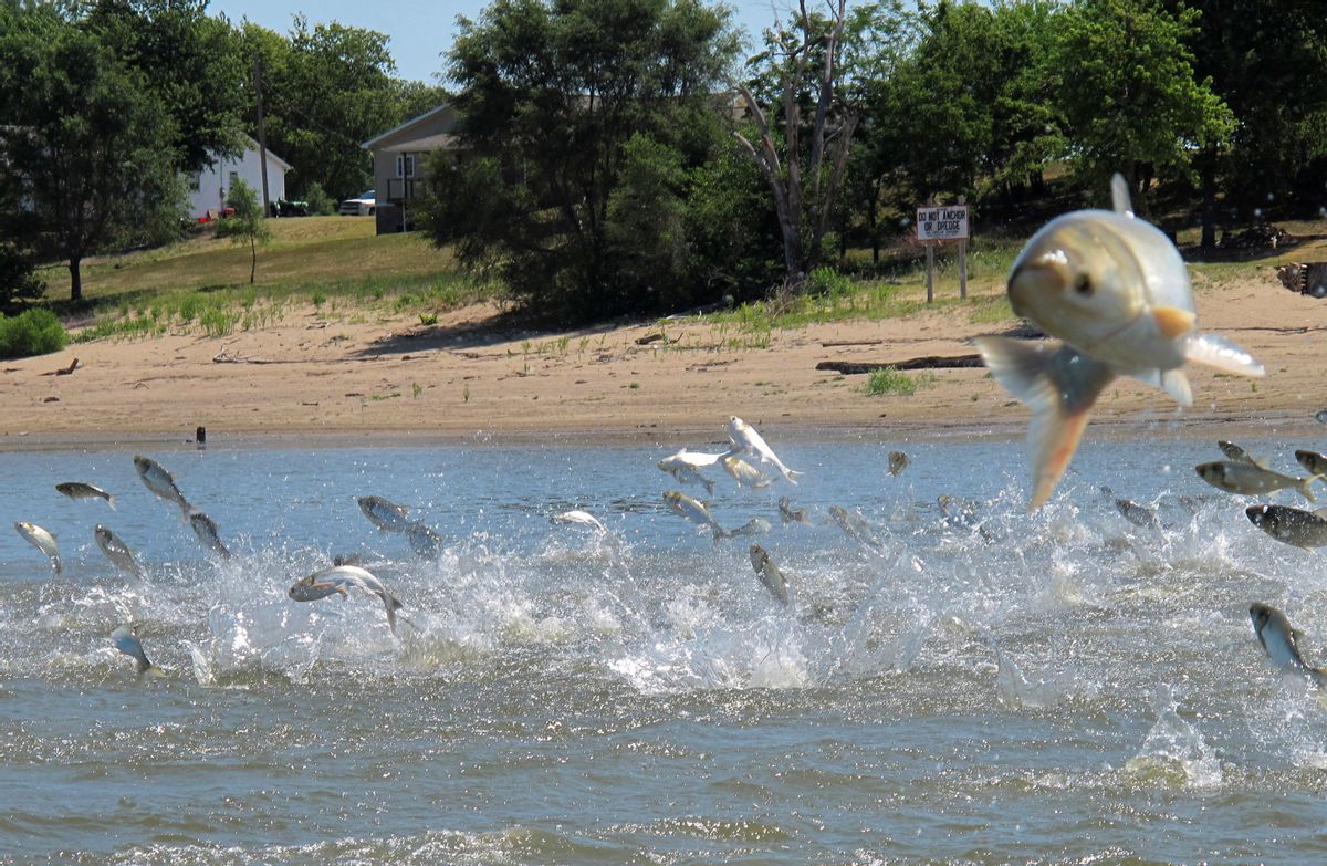 FILE - In this June 13, 2012 file photo, Asian carp, jolted by an electric current from a research boat, jump from the Illinois River near Havana, Ill. An effort is under way to reintroduce alligator gar into lakes, rivers and backwaters of several states possibly to help control populations of the invasive carp. (AP Photo/John Flesher, File) (AP)
