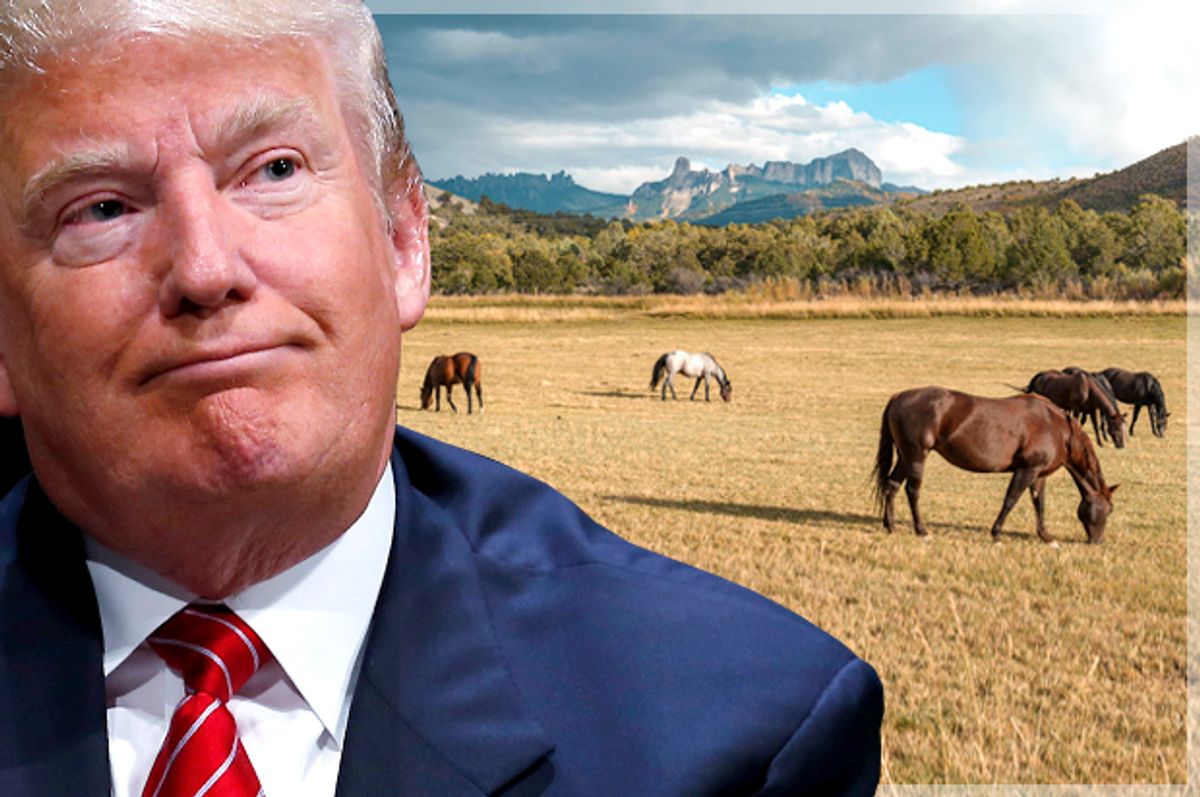 Donald Trump   (Reuters/Jim Young/Shutterstock/Photo montage by Salon)