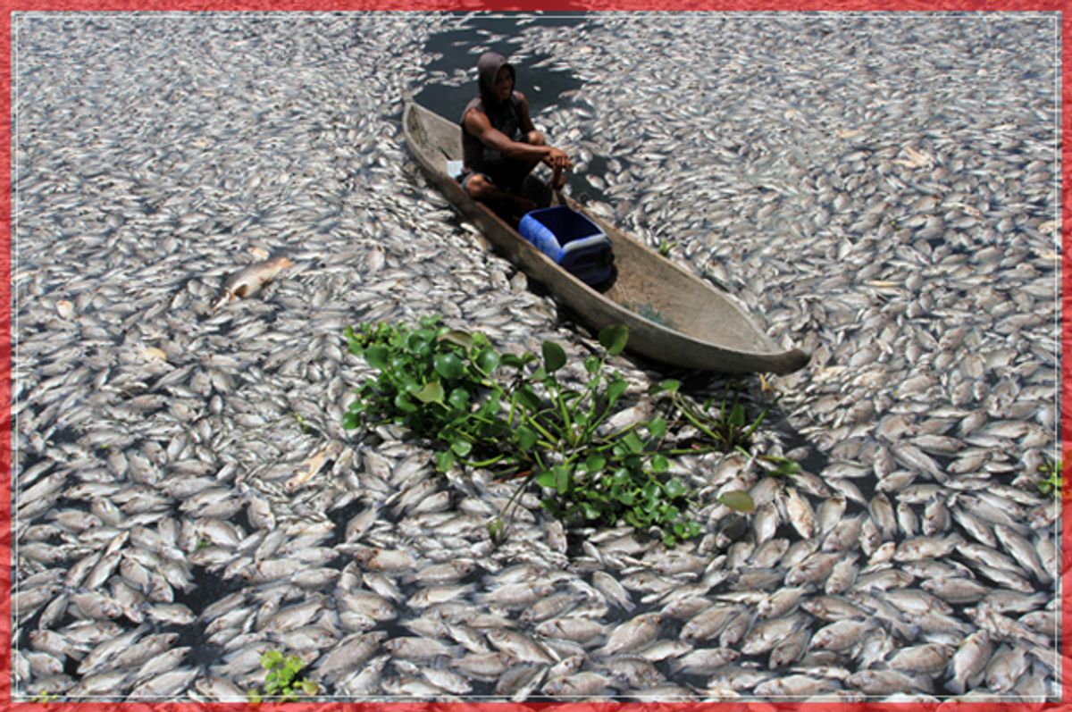 A man steers a wooden boat through dead fish in a breeding pond at the Maninjau Lake in Agam regency, West Sumatra province, Indonesia, August 31, 2016.  Thousands of fish at the fish farm of the Maninjau Lake died suddenly due to lack of oxygen caused by a sudden change in water conditions.  Antara Foto/Muhammad Arif Pribadi/via REUTERS   ATTENTION EDITORS - THIS IMAGE WAS PROVIDED BY A THIRD PARTY. FOR EDITORIAL USE ONLY. MANDATORY CREDIT. INDONESIA OUT.     TPX IMAGES OF THE DAY           - RTX2NPOQ (Reuters)