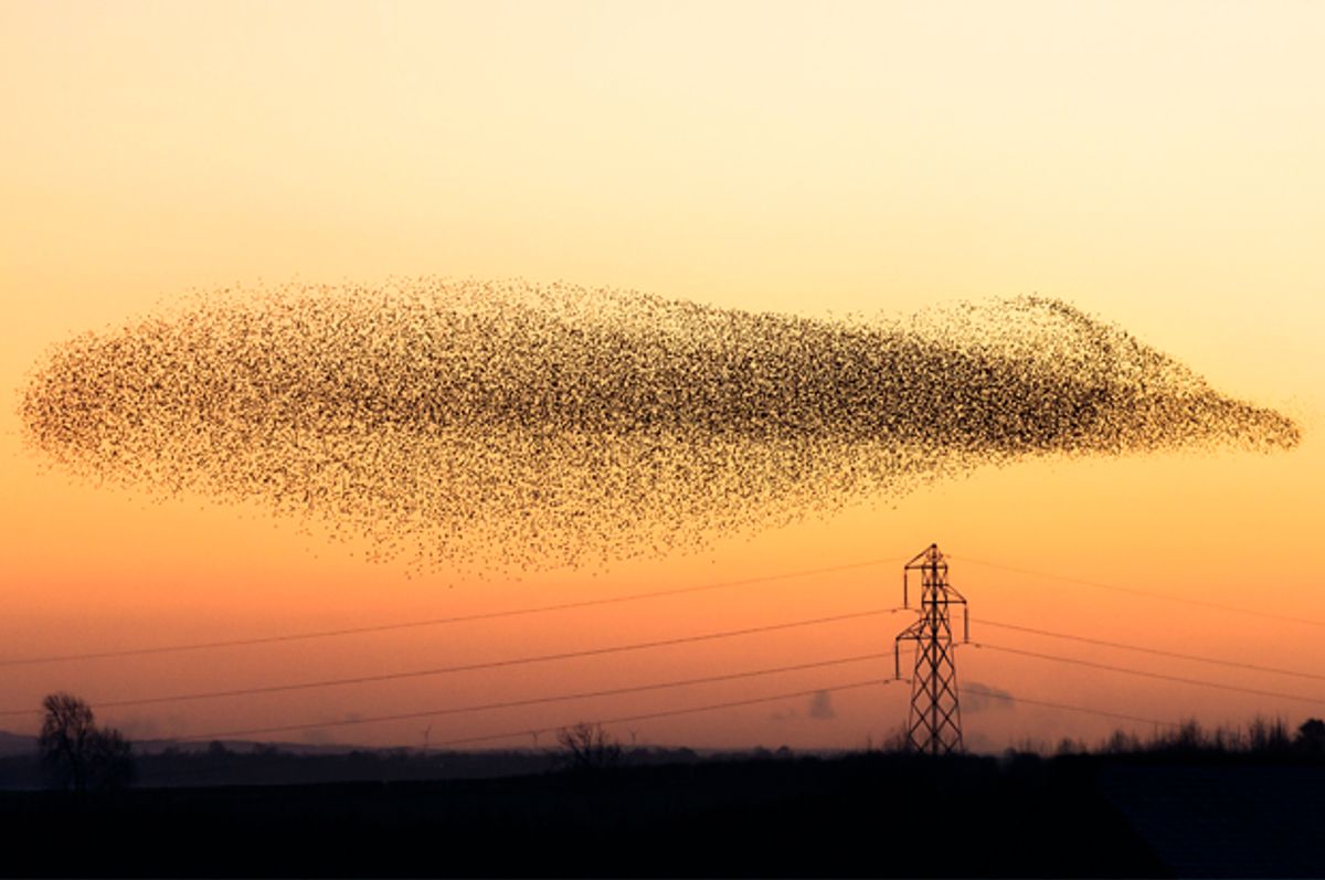 Yesterday evening around dusk I watched hundreds and hundreds of birds  flying over my house. What were they?