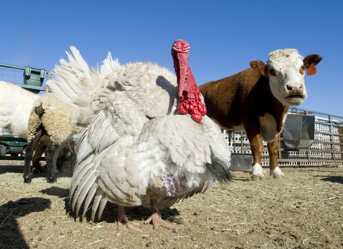 FILE - In this April 18, 2016, file photo, Tim the turkey, center, stands next to a cow at the Orange High School farm in Orange, Calif. Two college students have been sentenced for kidnapping the turkey that had to be euthanized this week, five months after being found reeking of beer with a broken toe. Steven Koressel and Richard Melbye were sentenced to one year of probation Thursday, Sept. 1, 2016, after pleading guilty to entering an animal enclosure without consent. (Sam Gangwer/The Orange County Register via AP, File) MANDATORY CREDIT (AP)