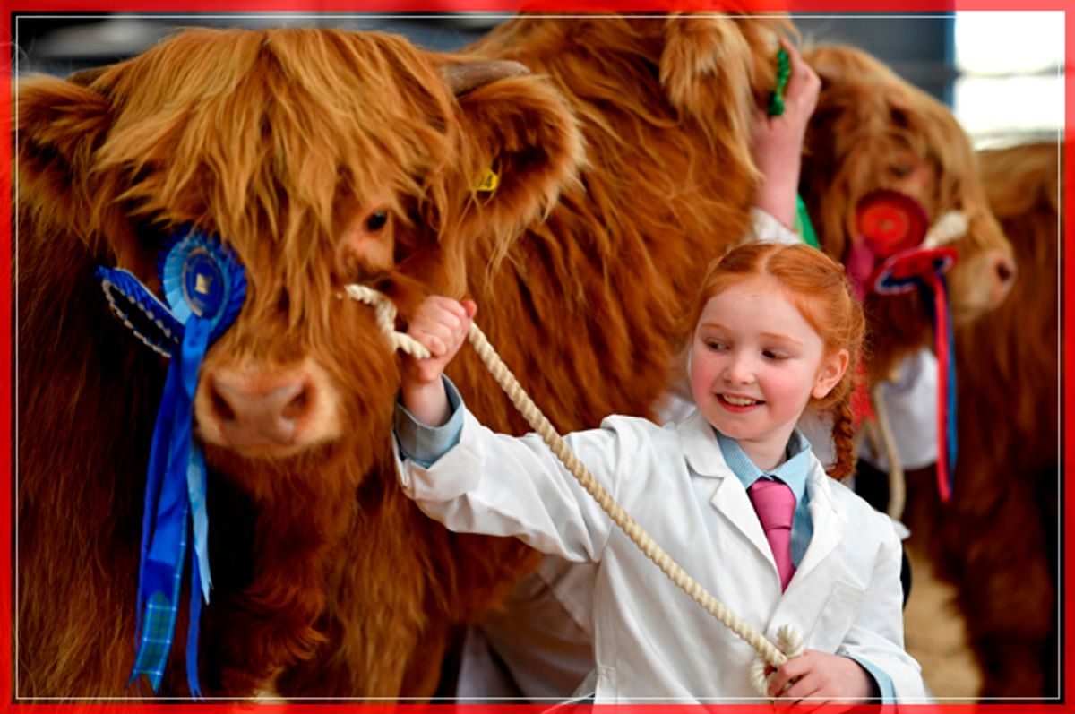 OBAN, SCOTLAND - OCTOBER 10:  Eight year old Kate Cameron stands with Abernethy at the one hundred and nineteenth annual autumn sale of pedigree highland cattle on October 10, 2016 in Oban, Scotland. The show and sale is held over two days and is open to all highland breed enthusiasts, attracting many buyers from across Europe and North America.  (Photo by Jeff J Mitchell/Getty Images) (Getty Images)