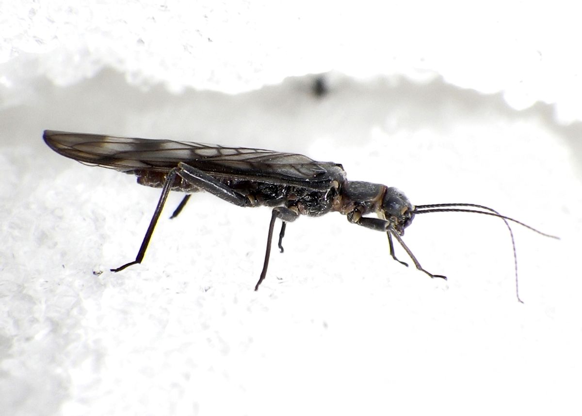 FILE--This undated file photo provided by the U.S. Geological Survey shows a side view of a recently emerged adult female western glacier stonefly from below Grinnell Glacier in Glacier National Park, Mont.  The U.S. Fish and Wildlife Service on Monday, Oct. 3, 2016, proposed adding the western glacier stonefly and the meltwater lednian stonefly to the government's list of threatened species.(Joe Giersch/U.S. Geological Survey via AP, File) (Joe Giersch/U.S. Geological Survey via AP, File)