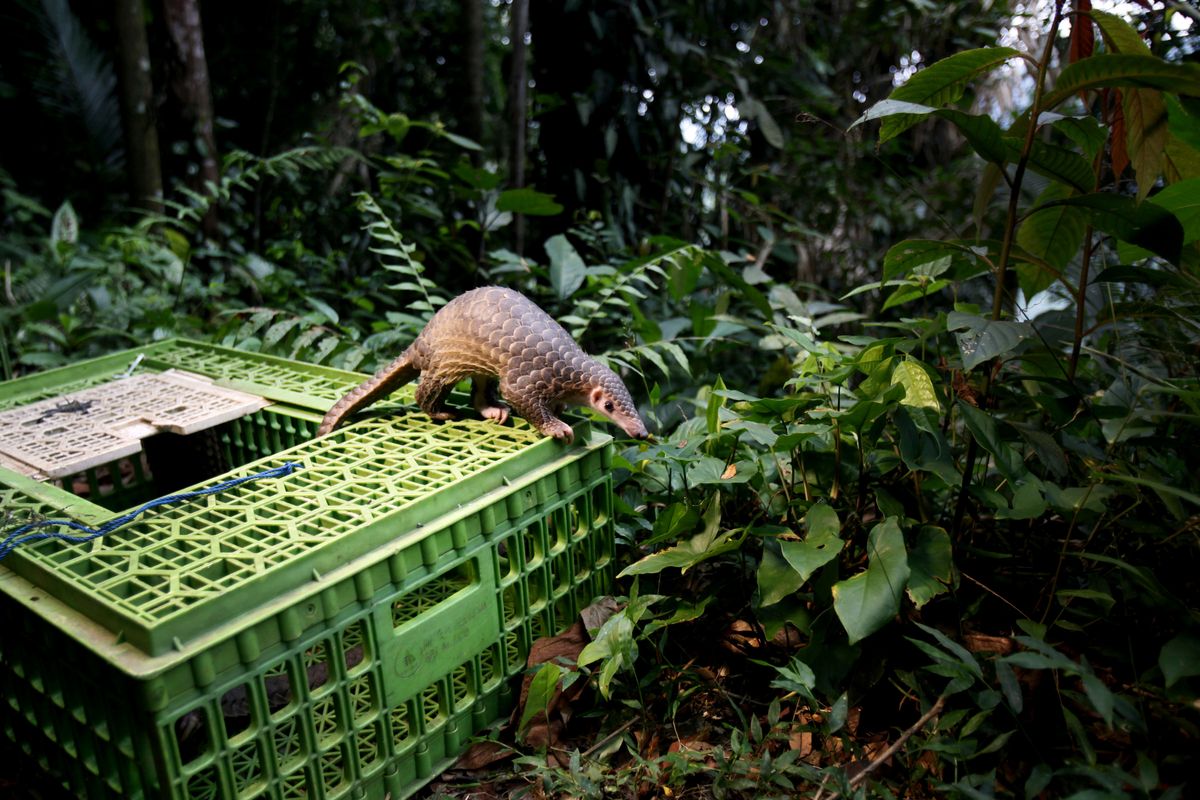 FILE - In this Monday, April 27, 2015 file photo, a pangolin climbs out of a cage upon its release into the wild in Sibolangit, North Sumatra, Indonesia. Although a global wildlife summit banned all trade of the pangolin, an anteater with a distinctive coat of hard scales, doubts remain whether that will stop the illegal traffic of pangolins in Africa fueled by a growing demand from Asian consumers, particularly Chinese. (AP Photo/Binsar Bakkara, File) (AP)