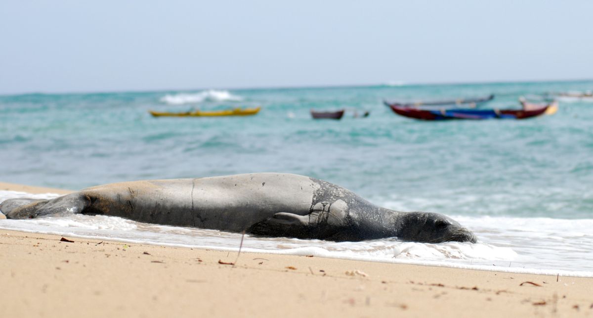 A Hawaiian monk seal, an endangered species, lies on a Waikiki beach in Honolulu on Thursday, September 15, 2016. (AP Photo/Audrey McAvoy) (AP)