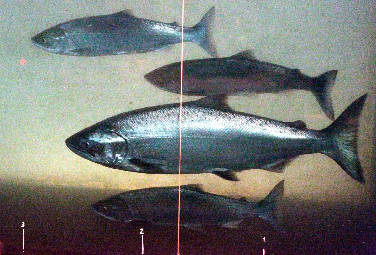 FILE - In this June 27, 2012, file photo, a Chinook salmon, second from the bottom, swims in the Columbia River with sockeye salmon at the Bonneville Dam fish-counting window near North Bonneville, Wash. Federal authorities want to add more hatchery-raised fish to the 28 Pacific Coast salmon and steelhead stocks listed under the Endangered Species Act. (AP Photo/Rick Bowmer, File) (AP)