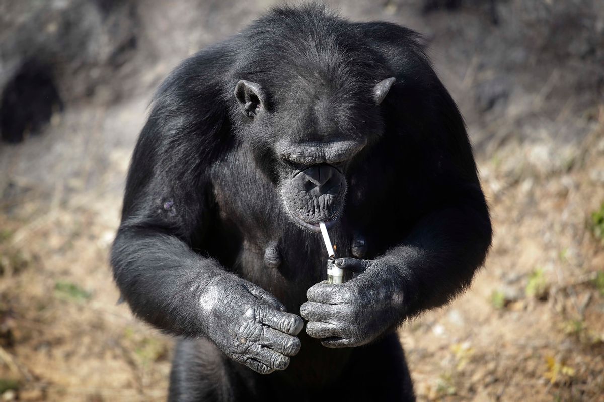 Azalea, whose Korean name is "Dalle", a 19-year-old female chimpanzee, lights a cigarette at the Central Zoo in Pyongyang, North Korea on Wednesday, Oct. 19, 2016. According to officials at the newly renovated zoo, which has become a favorite leisure spot in the North Korean capital since it was re-opened in July, the chimpanzee smokes about a pack a day. They insist, however, that she doesn’t inhale. (AP Photo/Wong Maye-E) (AP)