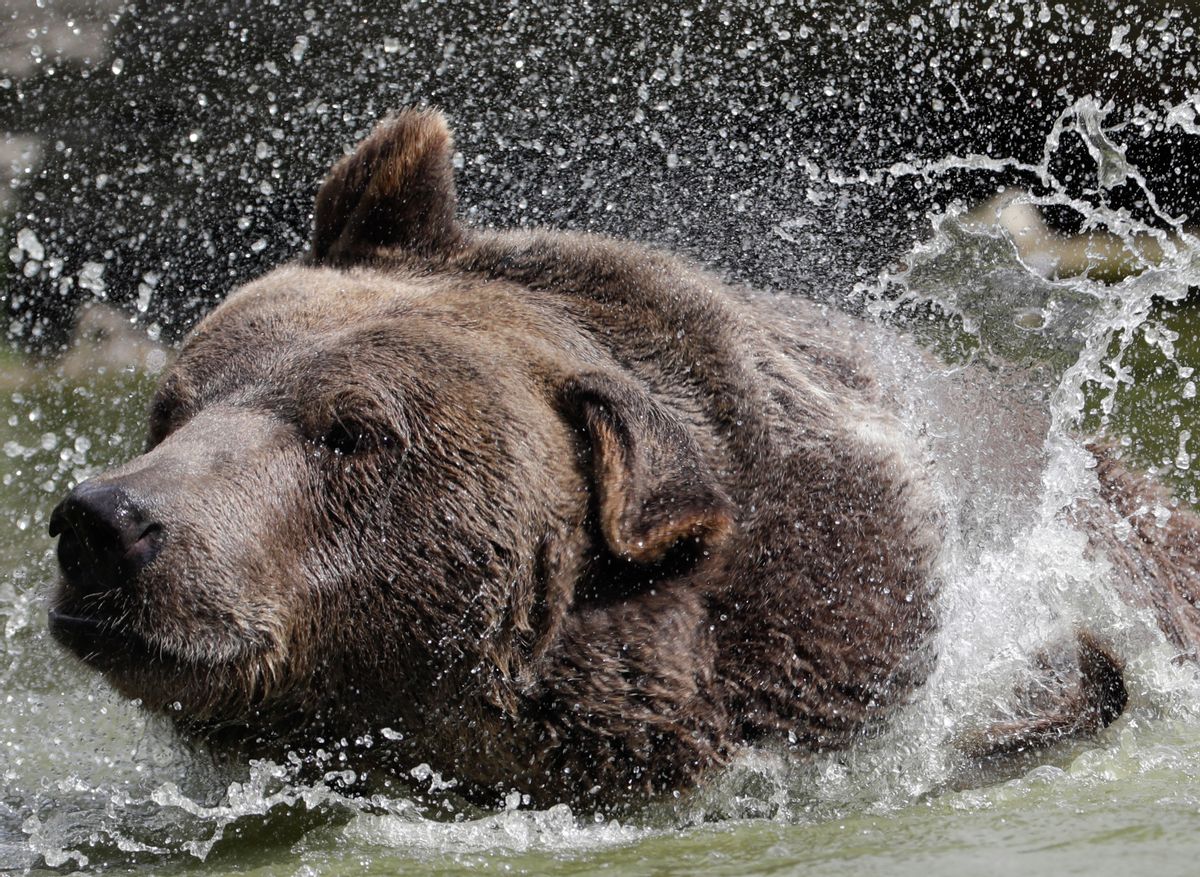 In this Wednesday, Sept. 7, 2016 photo, Leo, a Syrian brown bear, cools off in a pond at the Orphaned Wildlife Center in Otisville, N.Y. (AP Photo/Mike Groll) (AP)