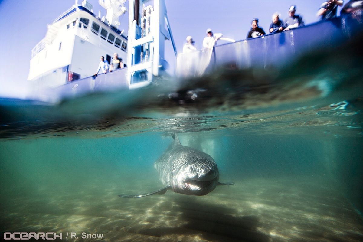 In this Aug. 23, 2016 photo provided by OCEARCH, a juvenile male great white shark named Paumanok swims away after researchers tagged and sampled him off the point of Montauk, N.Y.  (AP)