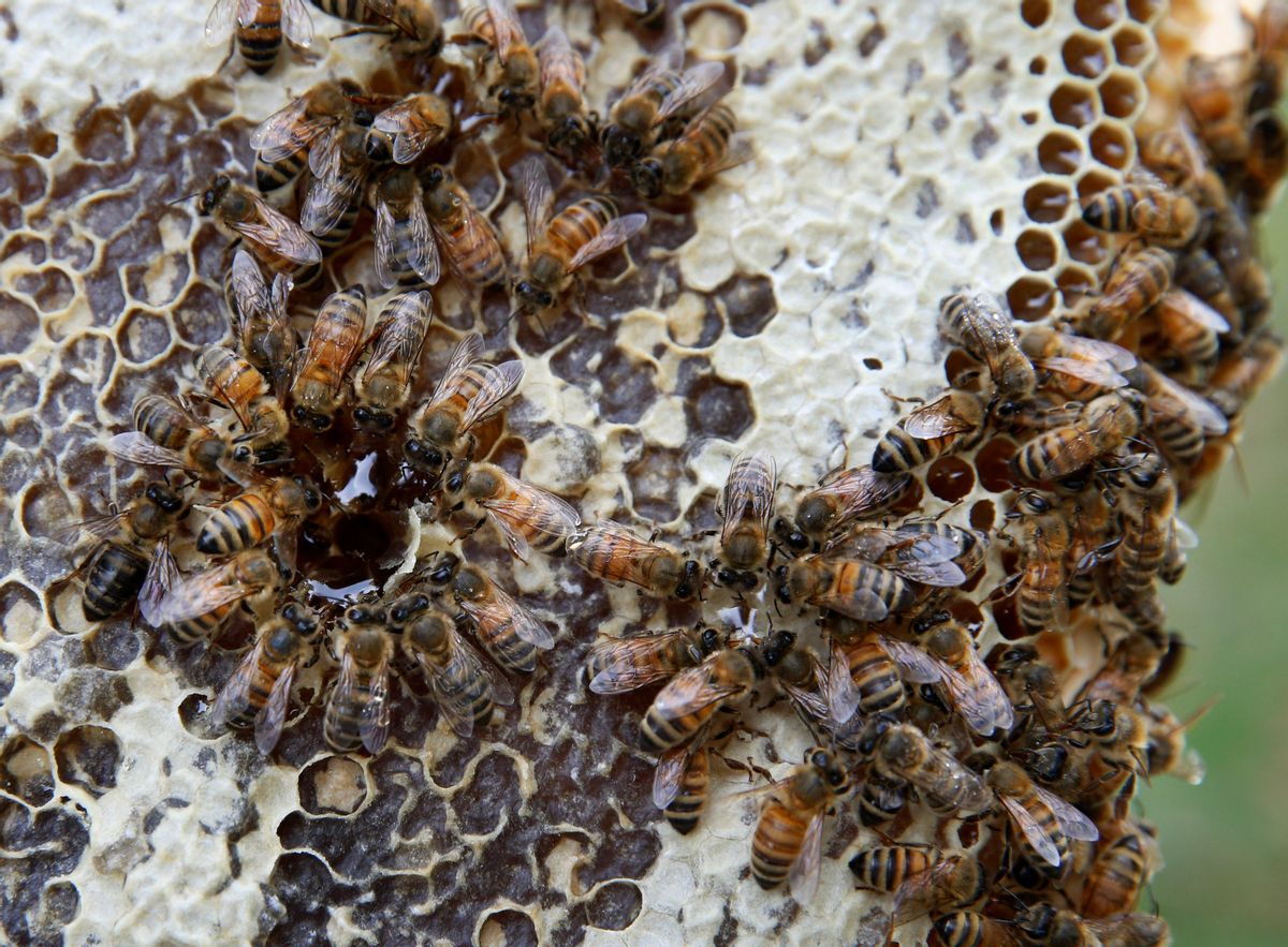In this Nov. 2, 2016 photo, bees gorge on their own honey after being disturbed by beekeeper Davin Larson, who manages six hives of the 15 located at Brooklyn's Green-Wood cemetery, a national historic landmark located on 478 peaceful acres in New York. (AP Photo/Kathy Willens) (AP)