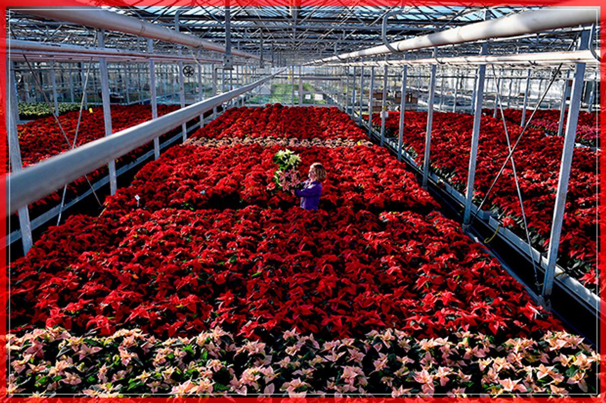 LOANHEAD, SCOTLAND - NOVEMBER 18:  Carolyn Spray holds up one of her many Poinsettia plants ready to be dispatched for the Christmas season at the Pentland Plants garden centre on November 18,2016 in Loanhead, Scotland. The garden centre grows around 100,000 poinsettias, a traditional Christmas house plant. The Midlothian business supplies a host of garden centres and supermarkets across Scotland and the north of England in time for the festive season.  (Photo by Jeff J Mitchell/Getty Images) (Getty Images)