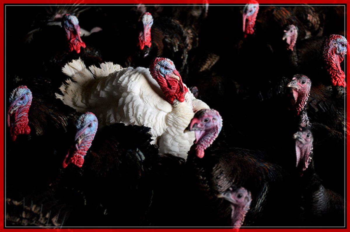 Bronze and white turkeys are reared on poultry farmers Tim &amp; Lynne Lindley's 'Hostingley Farm Free Range' near Dewsbury, northern England, on November 23, 2016.
The turkeys and geese are reared from day-old chicks until they are slaughtered, plucked, hung and prepared all on site, ready for Christmas. / AFP / Oli SCARFF        (Photo credit should read OLI SCARFF/AFP/Getty Images) (Afp/getty Images)