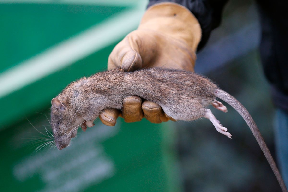 A Paris employee shows a dead rat in the Saint Jacques Tower park, in the center of Paris, Friday, Dec. 9, 2016. Paris is on a new rampage against rats, trying to shrink the growing rodent population. (AP Photo/Francois Mori) (AP)