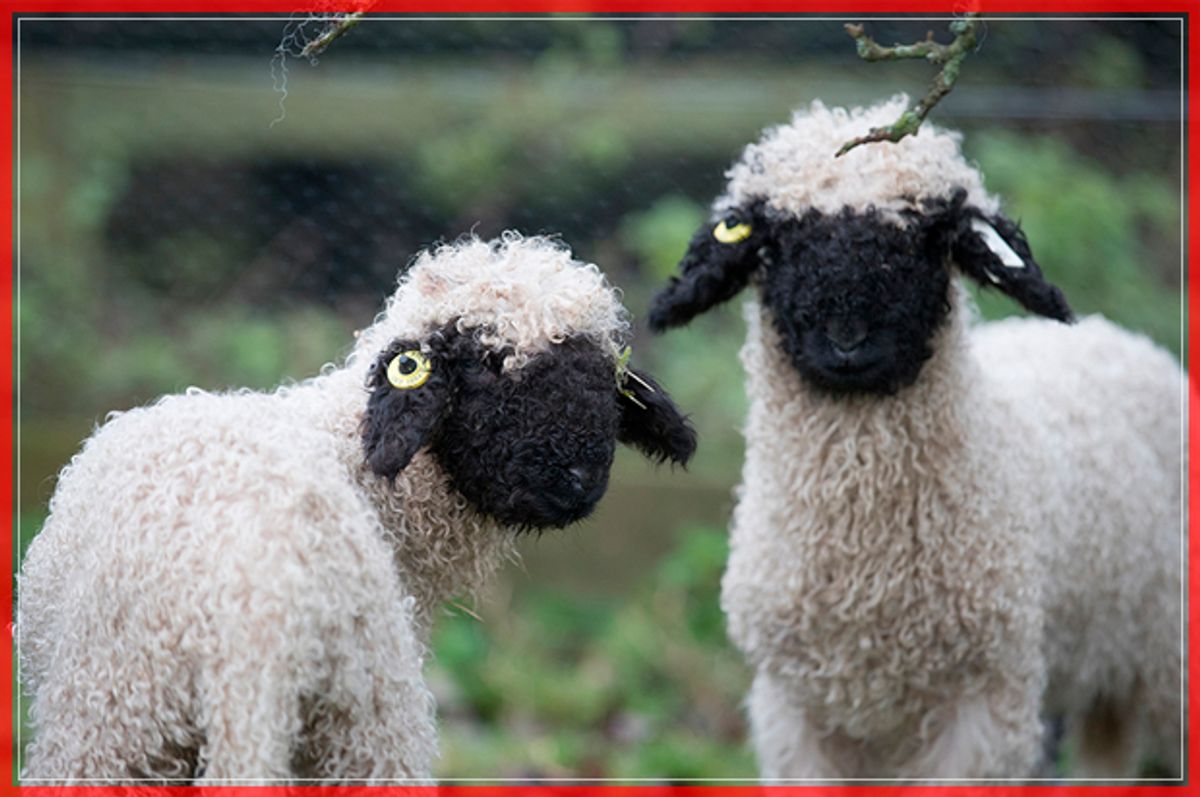 ST AUSTELL, ENGLAND - DECEMBER 14:  Recently arrived rare breed Valais Blacknose lambs explores its new home in a paddock at the Lost Gardens of Heligan near St Austell on December 14, 2016 in Cornwall, England. The Lost Garden's of Heligan's farm is home to a variety of traditional and rare breed livestock and poultry, which is managed using a mixture of traditional breeds and sustainable, low intensity techniques. The farm's cows, pigs and sheep are all reared for meat, which is butchered locally and provides a locally produced meat for the Heligan Tearoom.  (Photo by Matt Cardy/Getty Images) (Getty Images)