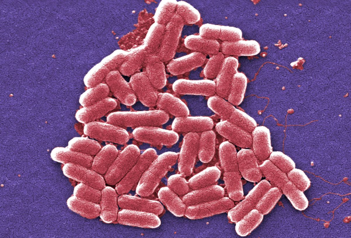 This 2006 colorized scanning electron micrograph image made available by the Centers for Disease Control and Prevention shows the O157:H7 strain of the E. coli bacteria. New research suggests that a worrying number of people in China are infected with bacteria resistant to an antibiotic used as a last resort. Researchers examined more than 17,000 samples from patients with infections of common bacteria found in the gut, in two hospitals in China’s Zhejiang and Guangdong provinces, over eight years. About 1 percent of those samples were resistant to colistin, often considered the last option in antibiotics. The study was published Friday, Jan. 27, 2017 in the journal, Lancet. (Janice Carr/CDC via AP) (AP)
