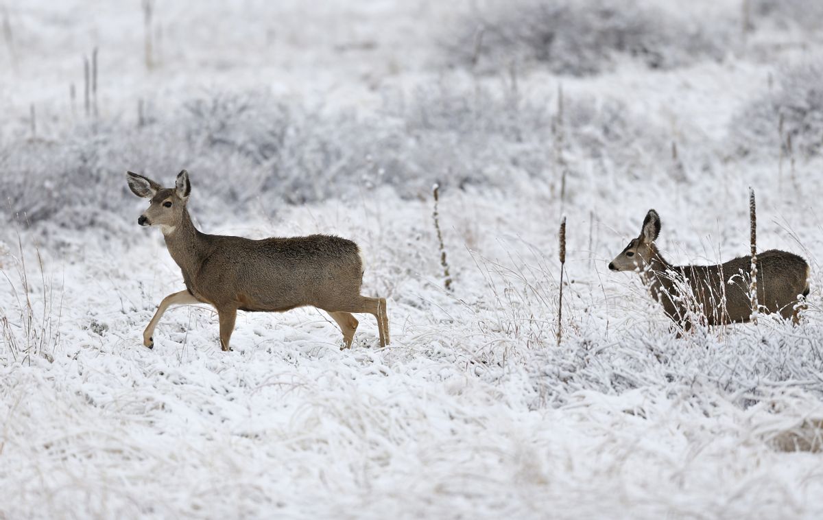 FILE - In this Nov. 17, 2015, file photo, deer forage after a night of fresh snowfall, in Boulder, Colo. (AP Photo/Brennan Linsley, file) (AP)