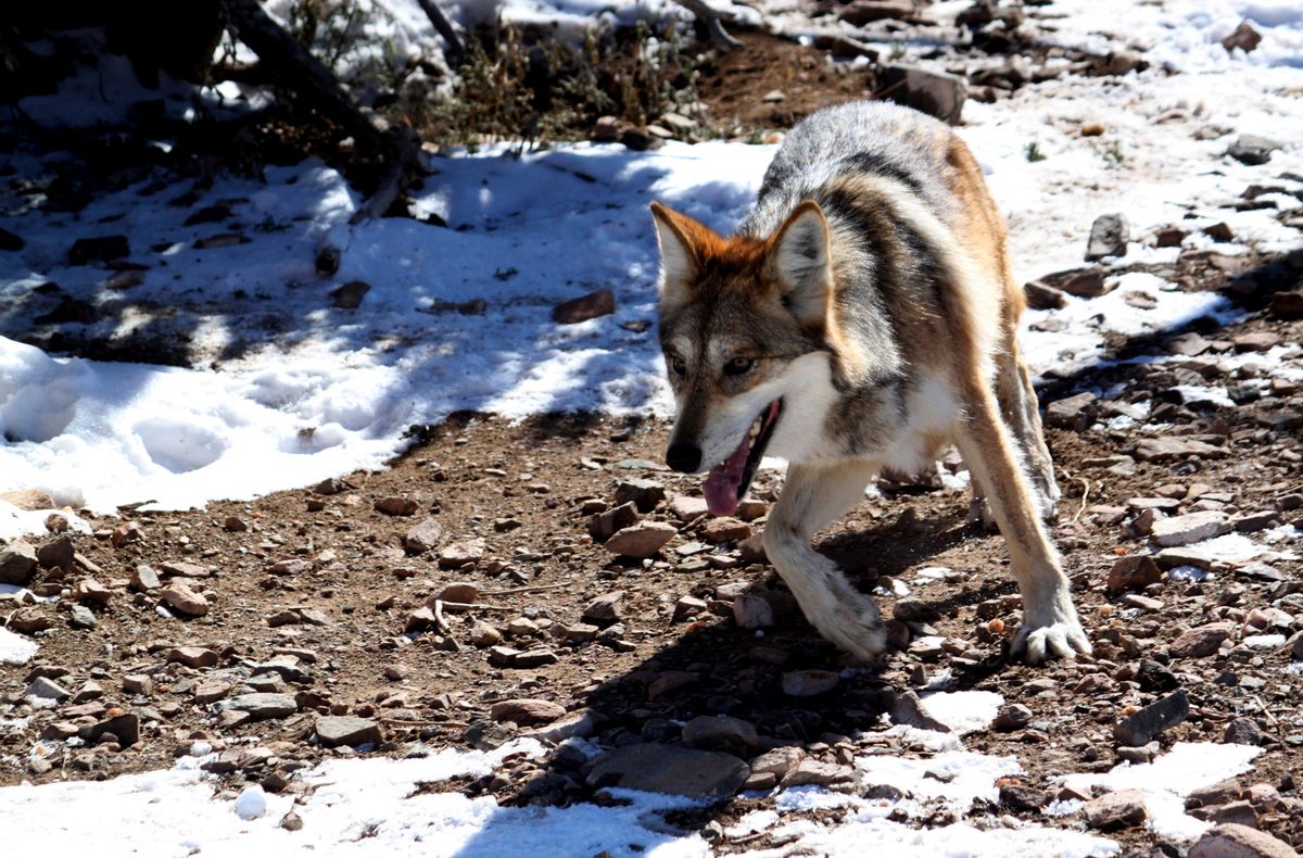 FILE - In this Dec. 7, 2011, file photo, a female Mexican gray wolf at the Sevilleta National Wildlife Refuge in central N.M. Republicans in Congress are readying plans to roll back the reach of the Endangered Species Act after decades of complaints that it hinders drilling, logging and other activities on public lands. Over the past eight years, GOP lawmakers sponsored dozens of measures aimed at curtailing the landmark law or putting species such as gray wolves and sage grouse out of its reach. Almost all were blocked by Democrats and the White House or lawsuits from environmentalists. () (AP Photo/Susan Montoya Bryan, File)