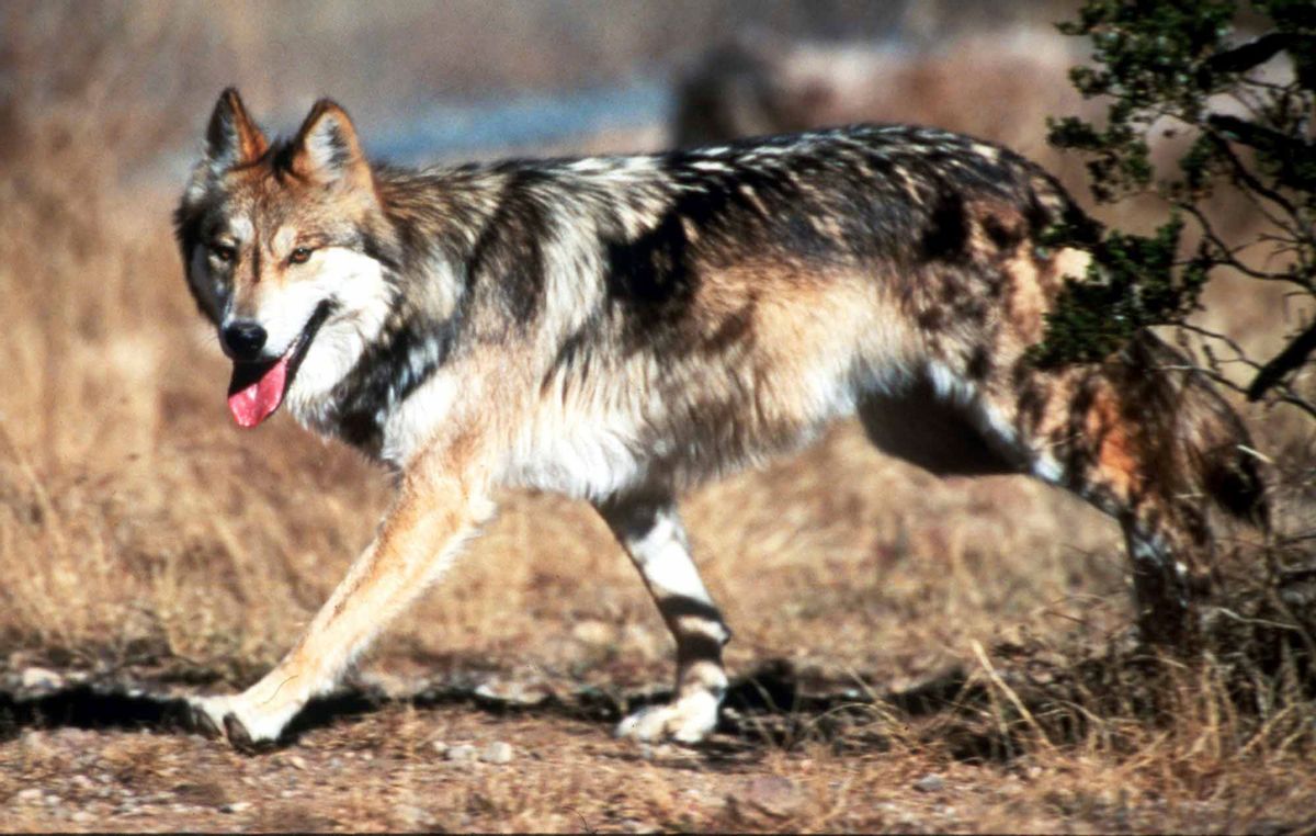 FILE - In this undated file photo provided by the U.S. Fish and Wildlife Service, a Mexican gray wolf leaves cover at the Sevilleta National Wildlife Refuge, Socorro County, N.M. (Jim Clark/U.S. Fish and Wildlife Service via AP, File) (AP)