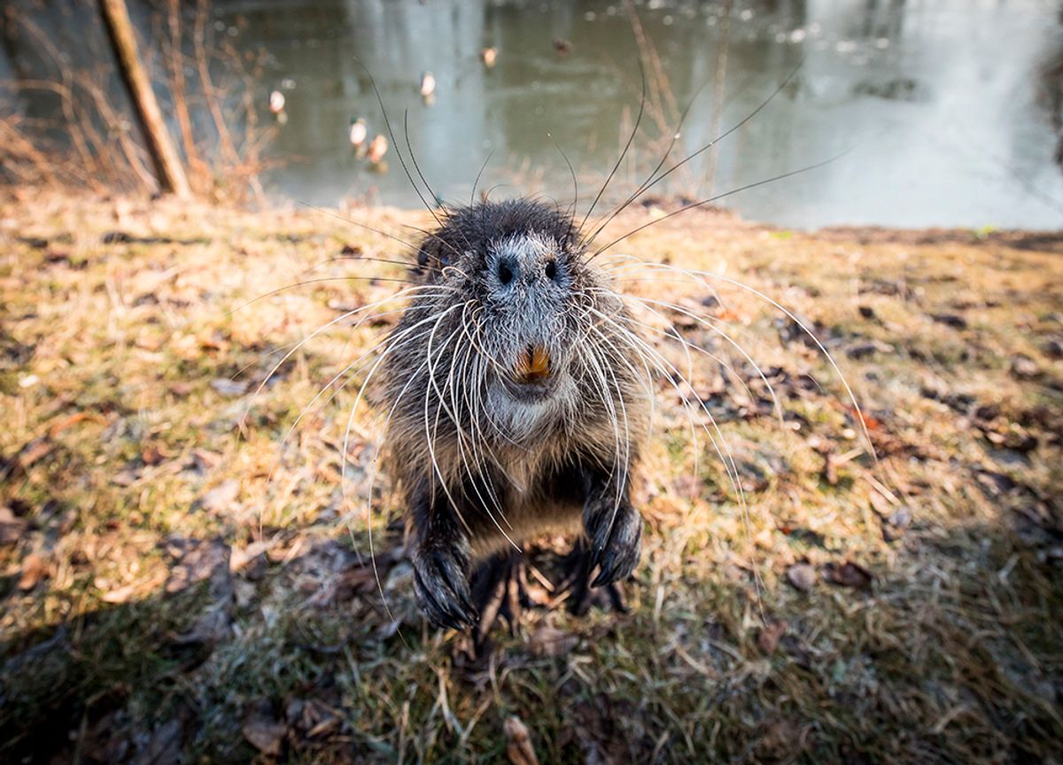 A nutria begs for something to eat at the banks of the Nidda creek in Frankfurt am Main, western Germany, on January 22, 2017. (Frank Rumpenhorst/AFP/Getty)