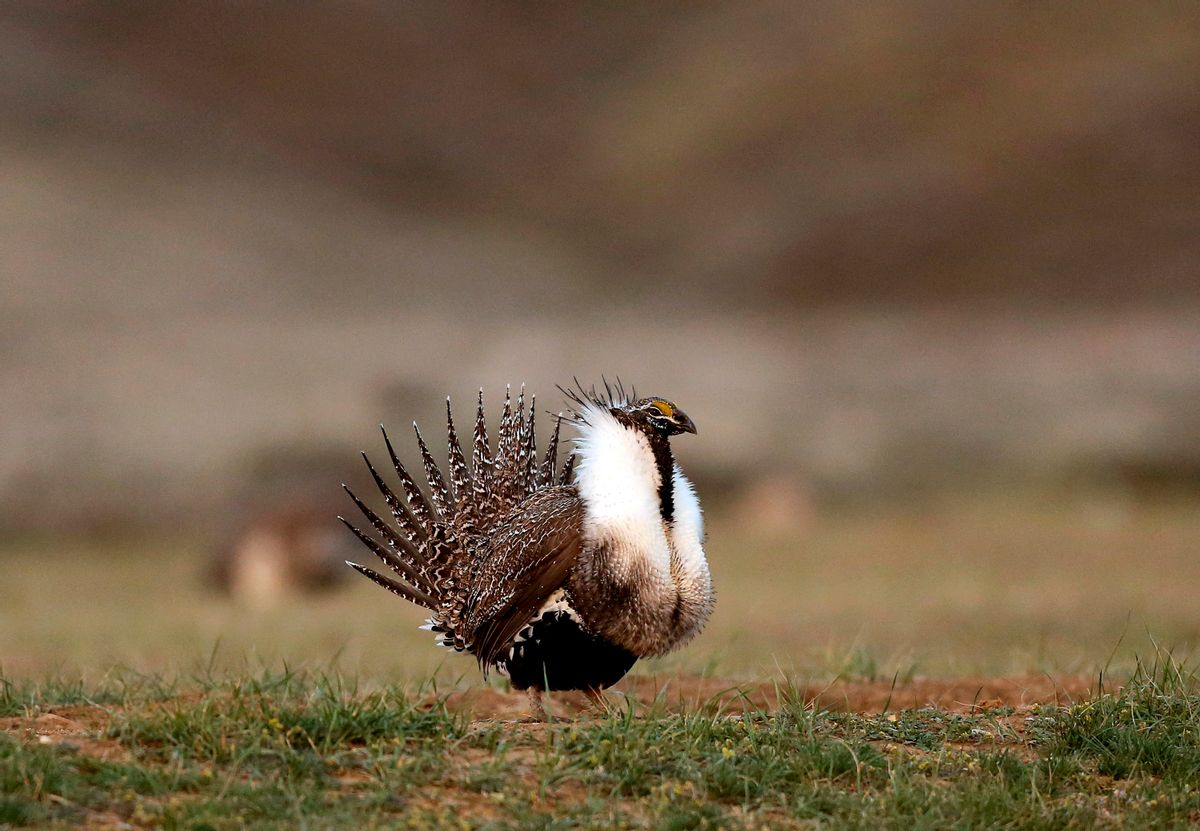 FILE - In this April 22, 2015, file photo, a male sage grouse struts in the early morning hours on a leak outside Baggs, Wyo. (Dan Cepeda/The Casper Star-Tribune via AP, File) (AP)