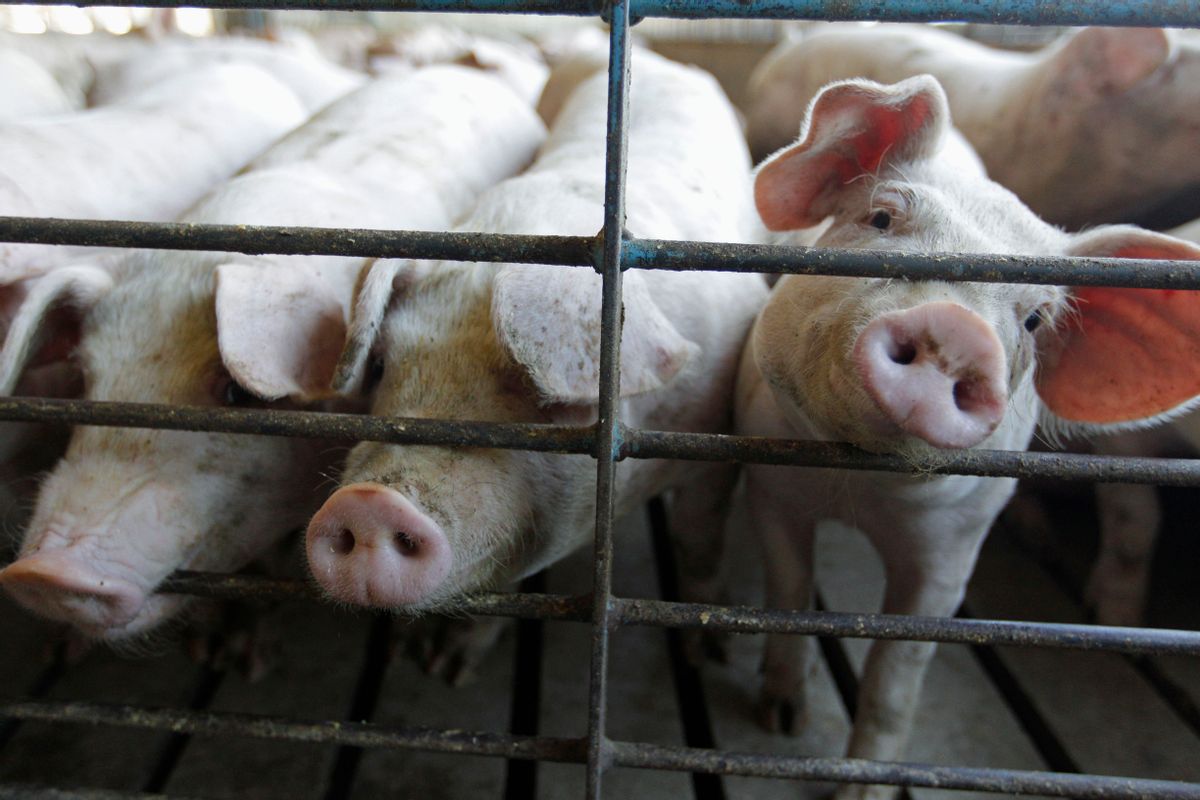 FILE - This June, 28, 2012, file photo shows hogs at a farm in Buckhart, Ill. (AP Photo/M. Spencer Green, File) (AP)
