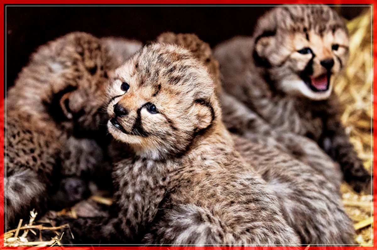 Five cheetah cubs, born on February 1, 2017, are pictured at the Safari Beekse Bergen, in Hilvarenbeek, on February 21, 2017. / AFP / ANP / Remko de Waal / Netherlands OUT        (Photo credit should read REMKO DE WAAL/AFP/Getty Images) (Afp/getty Images)
