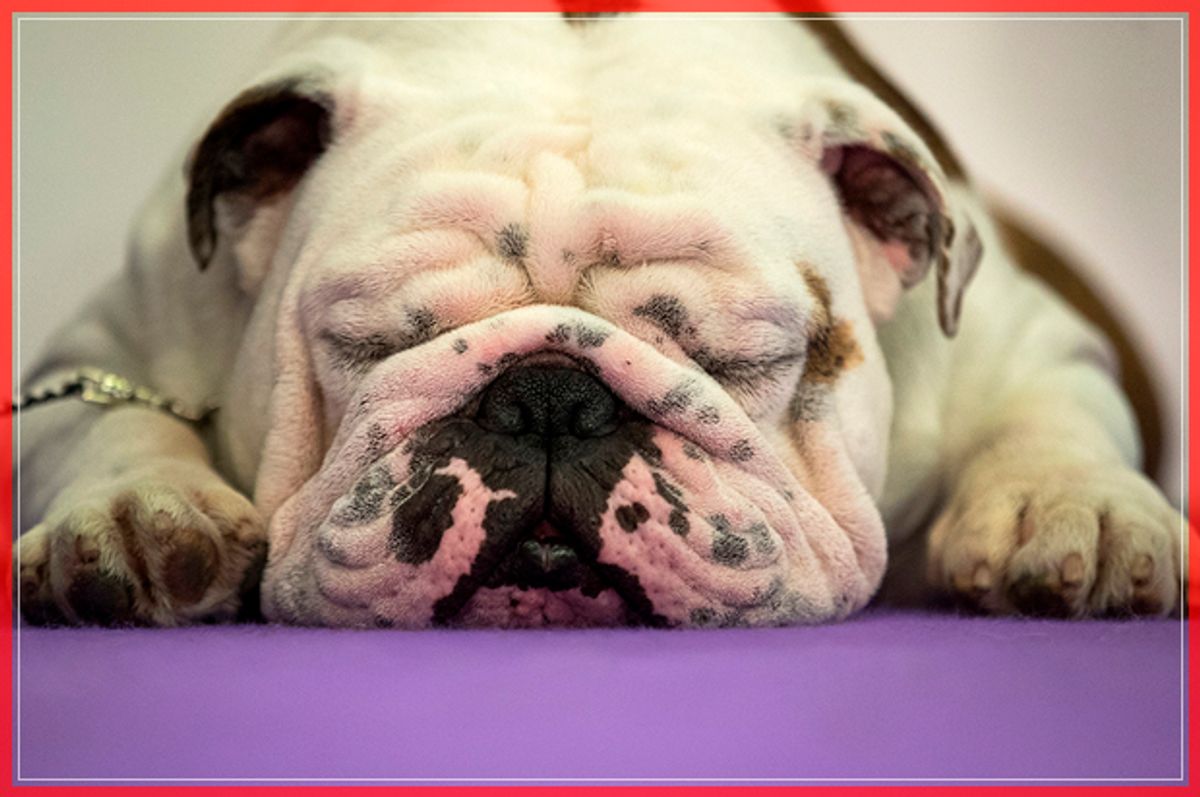 NEW YORK, NY - FEBRUARY 13: A bulldog rests before competing at the 141st Westminster Kennel Club Dog Show, February 13, 2017 in New York City. There are 2874 dogs entered in this show with a total entry of 2908 in 200 different breeds or varieties, including 23 obedience entries. (Photo by Drew Angerer/Getty Images) (Getty Images)