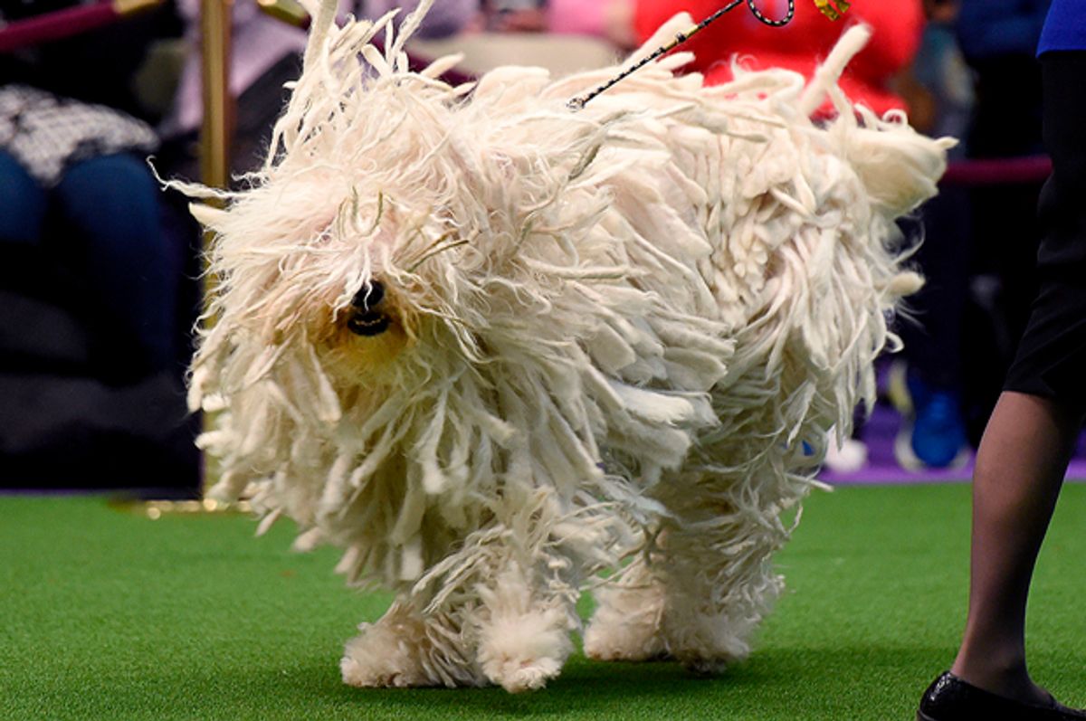 Komondor "BettyBoop" is seen in the judging area during day two of competition at the Westminster Kennel Club 141st Annual Dog Show in New York on February 14, 2017. / AFP / TIMOTHY A. CLARY        (Photo credit should read TIMOTHY A. CLARY/AFP/Getty Images) (Afp/getty Images)