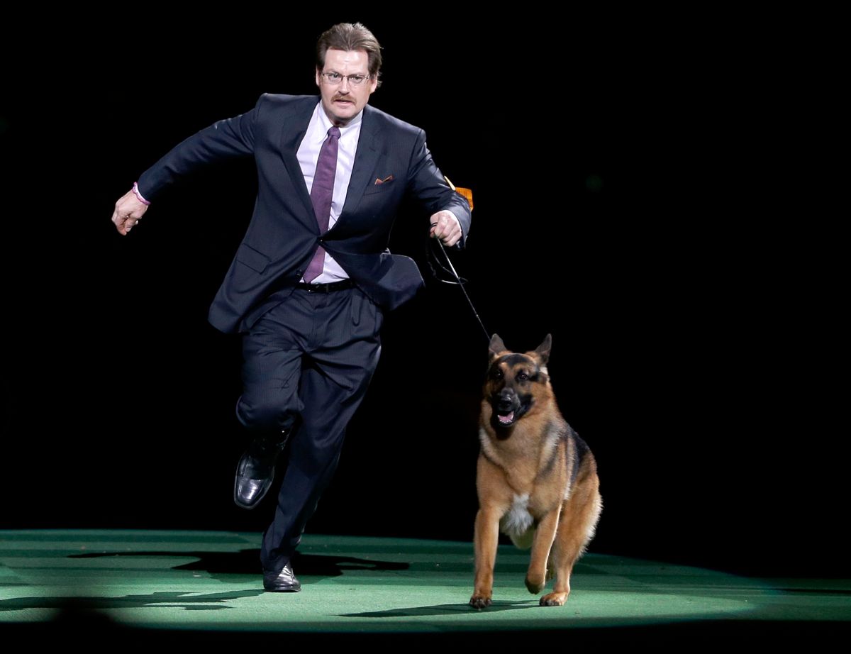 FILE - In this Feb. 16, 2016, file photo, Rumor, a German shepherd, and Kent Boyles take a lap around the ring during the best in show competition at the 140th Westminster Kennel Club dog show at Madison Square Garden in New York. CJ, a German shorthaired pointer, won best in show. Rumor, who just missed winning at the Westminster Kennel Club in 2016, came back to score a big victory Monday, Feb. 13, 2017, beating out favored Preston the puli in the herding group. (AP Photo/Seth Wenig, File) (AP)