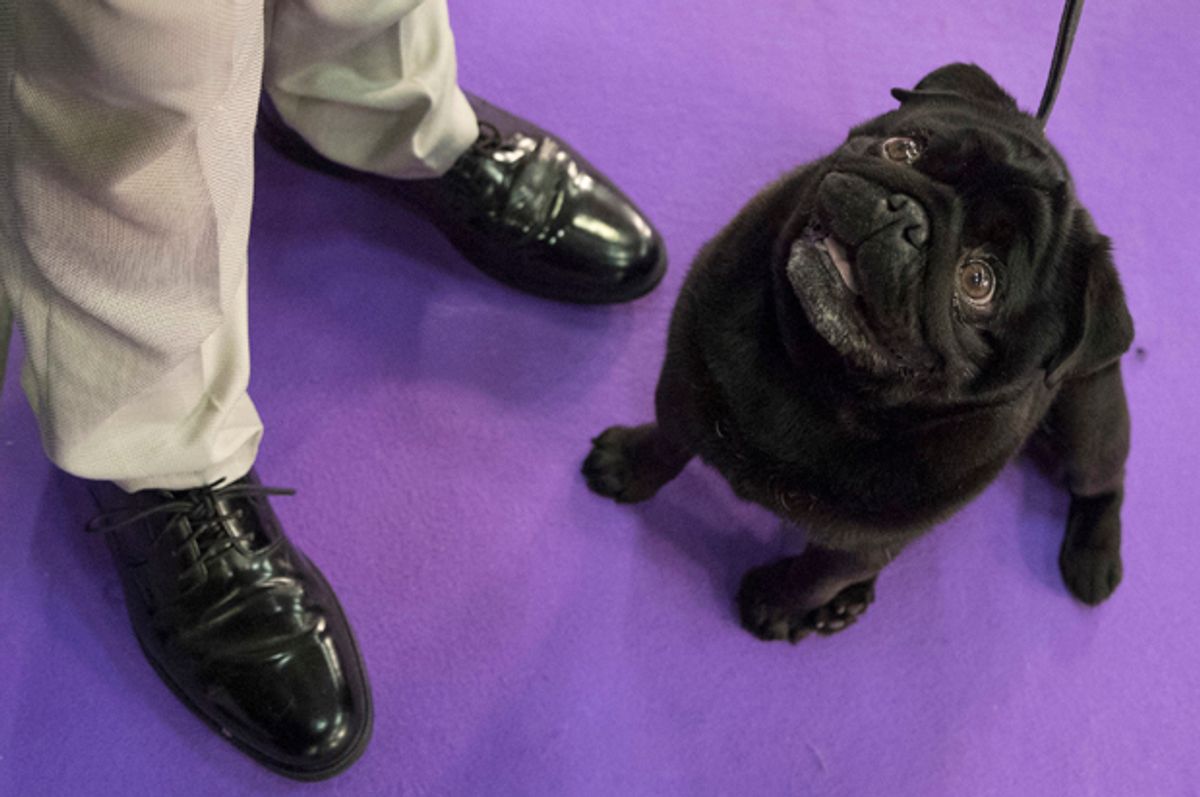 Nephie, a pug, keeps an eye on her handler Andrew Mueller, of Seattle, as they wait to compete in the Junior showmanship category during the 141st Westminster Kennel Club Dog Show, Tuesday, Feb. 14, 2017, in New York. (AP Photo/Mary Altaffer) (AP)