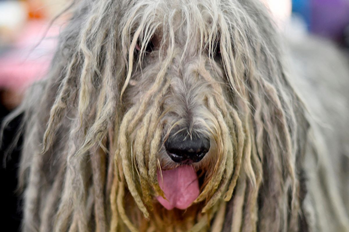 A Bergamasco is seen in the benching area during Day One of competition at the Westminster Kennel Club 141st Annual Dog Show in New York on February 13, 2017 . / AFP / TIMOTHY A. CLARY        (Photo credit should read TIMOTHY A. CLARY/AFP/Getty Images) (Afp/getty Images)