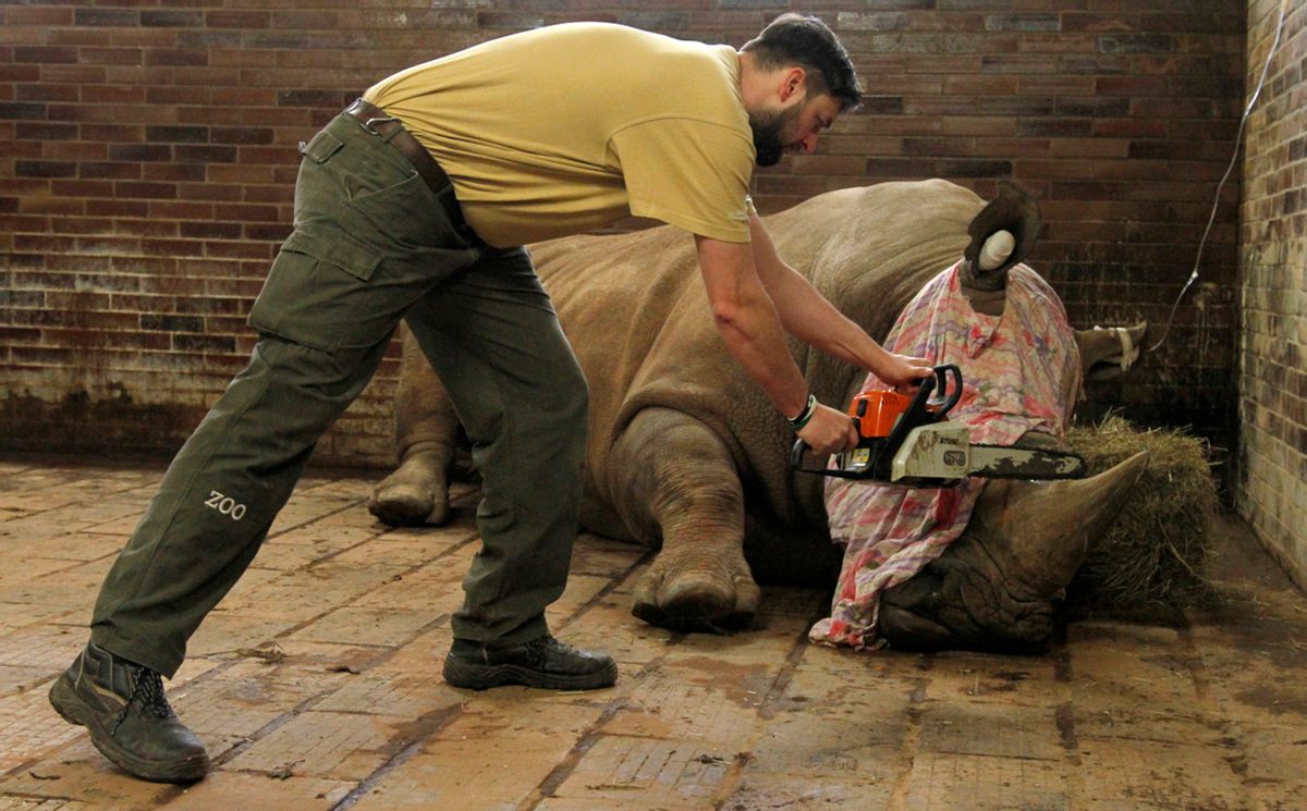 In this picture publicly provided by the zoo Dvur Kralove and taken on Monday, March 20, 2017, in Dvur Kralove, a zoo keeper removes  a horn of  Pamir, a southern white rhino, as one of the safety measures to reduce the risk of any potential poaching attack. The zoo's decision follows the incident in the French Zoo Thoiry, where one of the white rhinos was killed by poachers for its horn in the beginning of March. (Simona Jirickova/Zoo Dvur Kralove via AP) (AP)